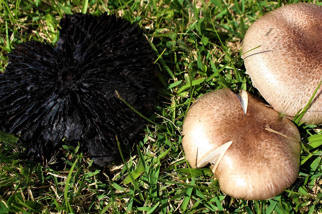 Cogumelos sobre gramado