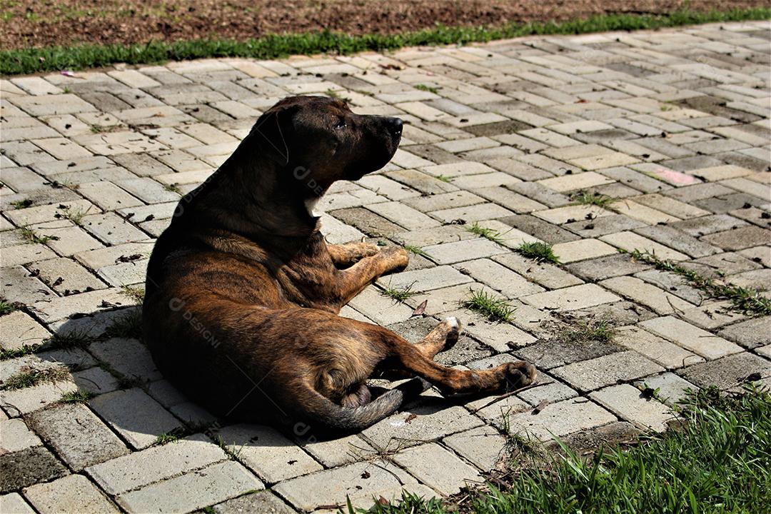 Animal cachorro deitado sobre calçada