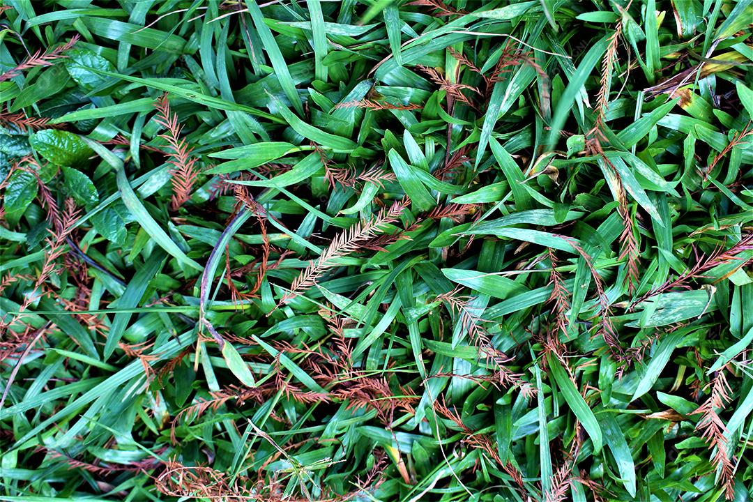 Mudas de planta nascendo sobre floresta