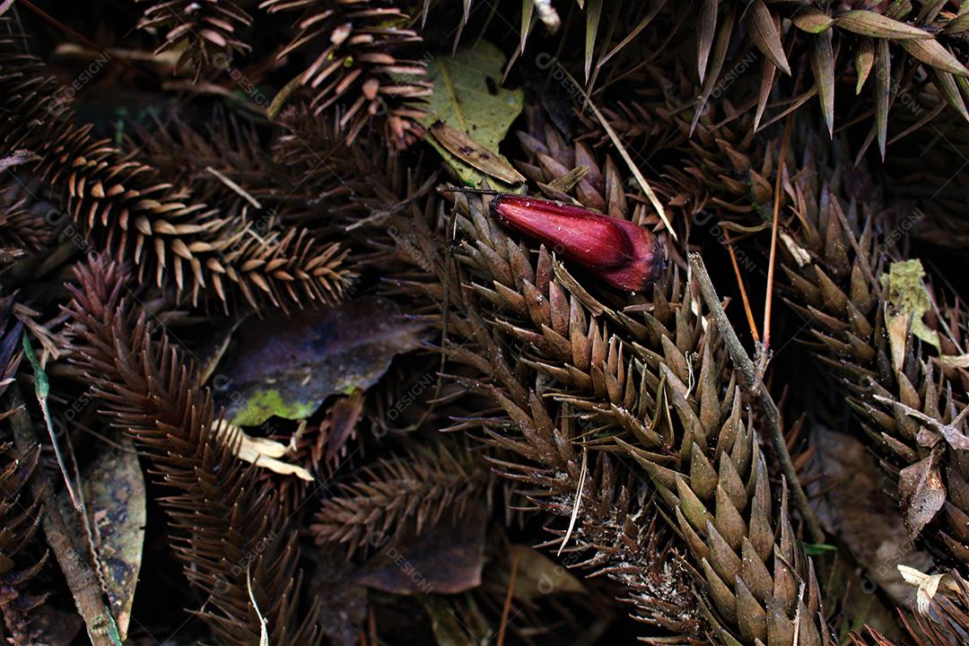 Pinha floresta arvores amadurecendo em arvores