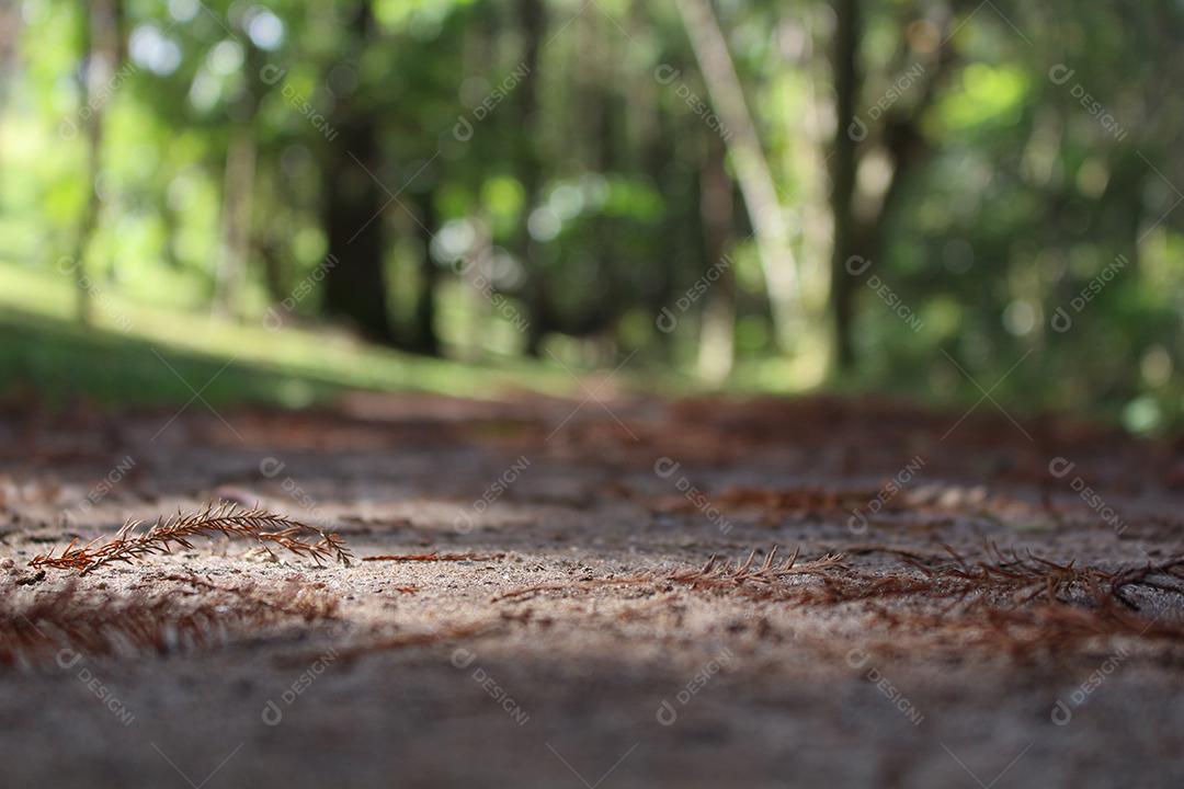 Vista do chão de estrada floresta sobre um fundo desfocado