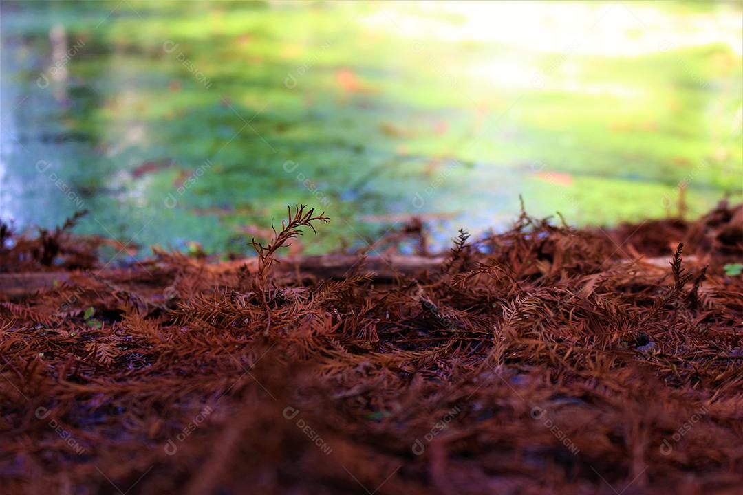 Vista de rios lagos floresta