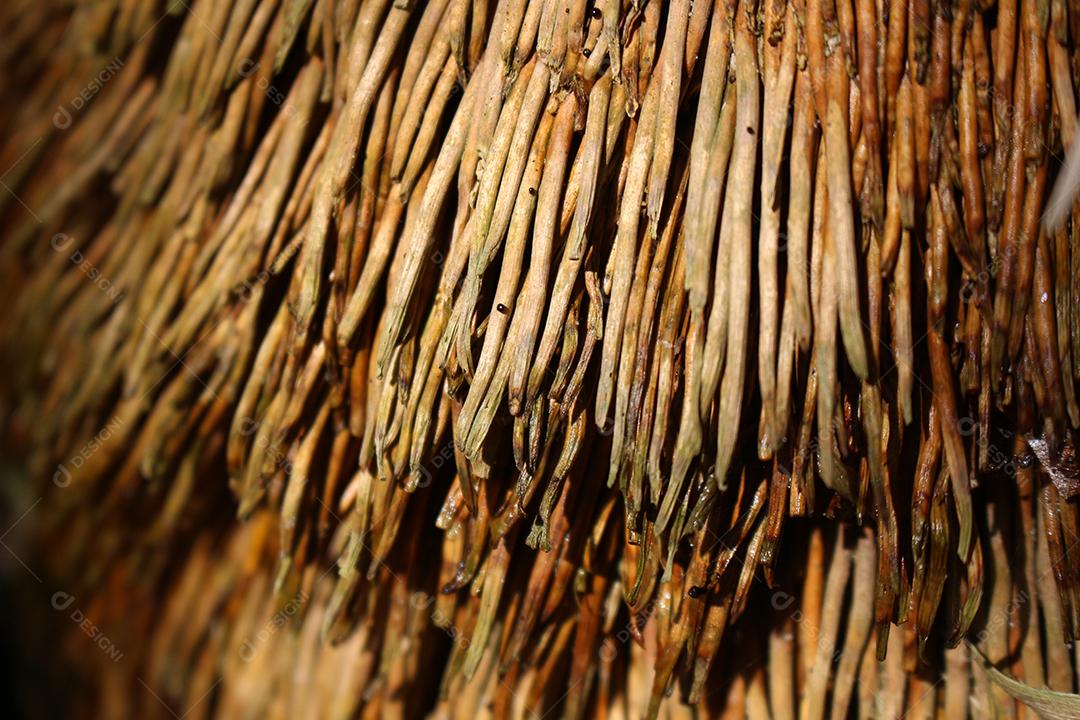 Vista do topo folhas secas floresta