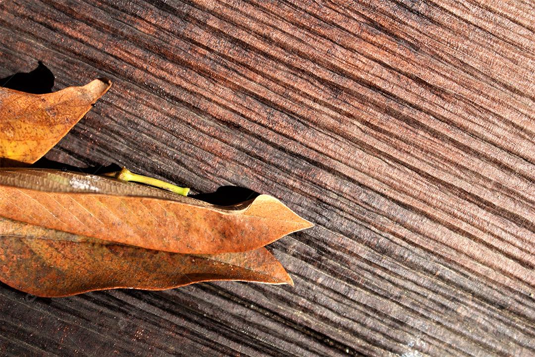 Folhas secas sobre mesa de madeira
