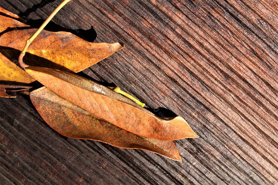 Folhas secas sobre mesa de madeira