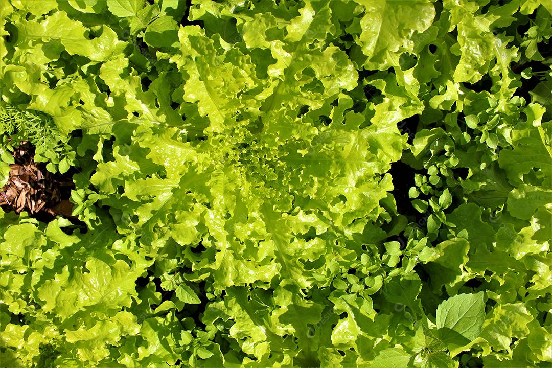 Folhas verde alface verduras sobre dia ensolarado Horta Agricultura