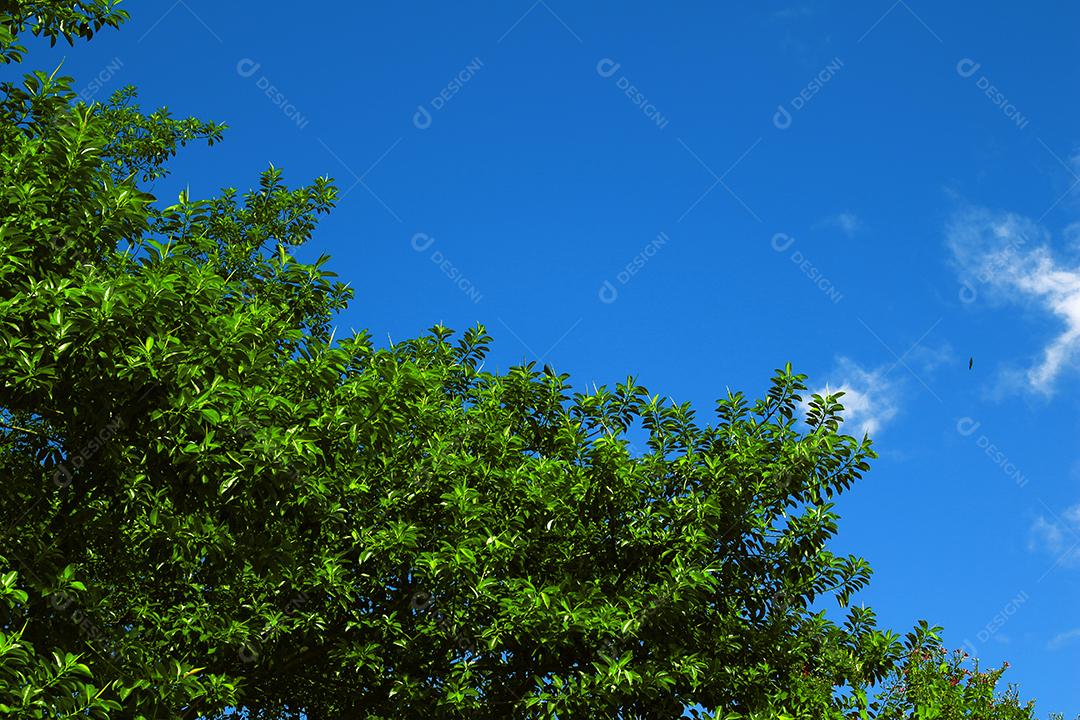 vista de baixo arvore grande céu azul