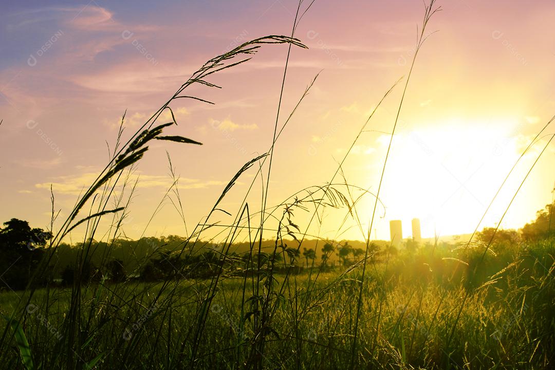 Paisagem matos vista por do sol céu nublado
