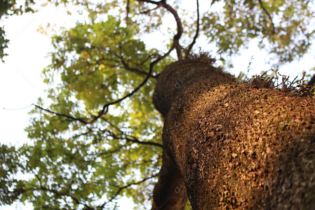 Vista de baixo de uma arvore floresta