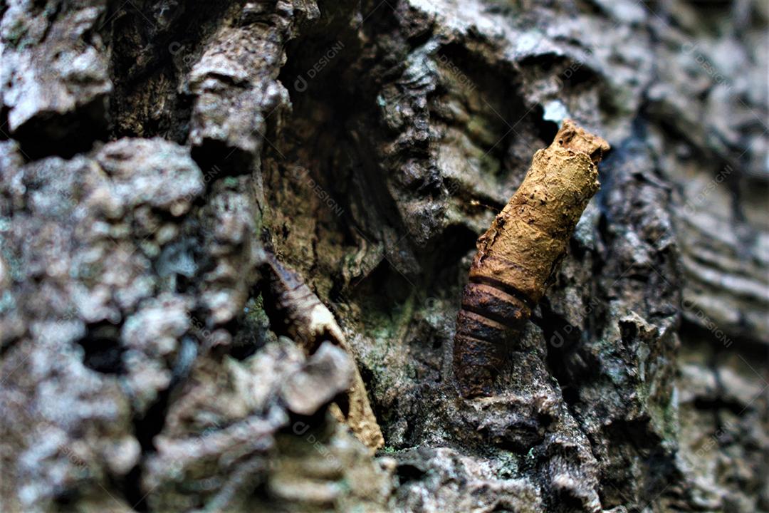 Textura de tronco de arvore madeira