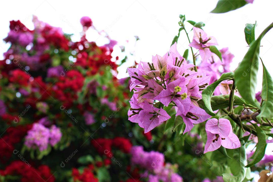 Flores plantas sobre fundo desfocado