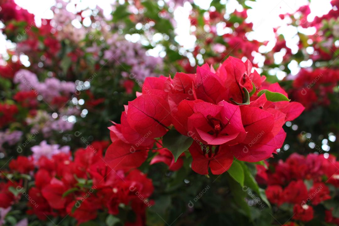 Flores plantas sobre fundo desfocado
