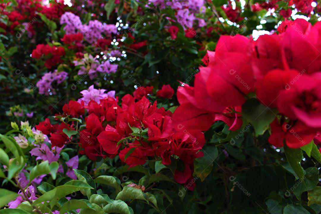 Flores plantas sobre fundo desfocado