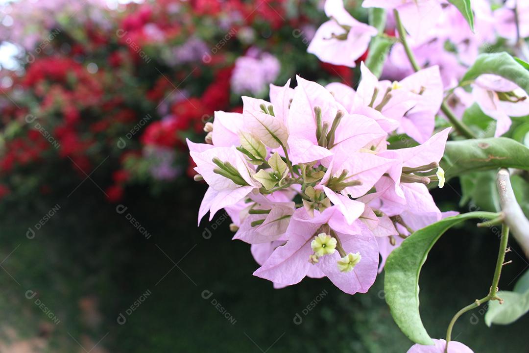 Flores plantas sobre fundo desfocado