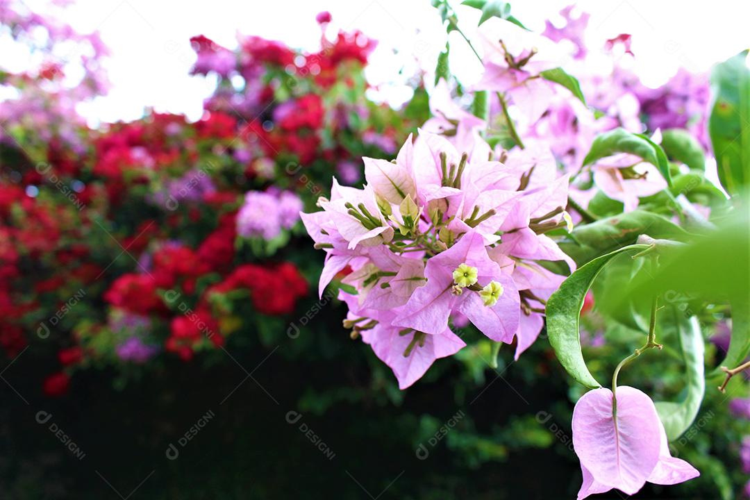 Flores plantas sobre fundo desfocado