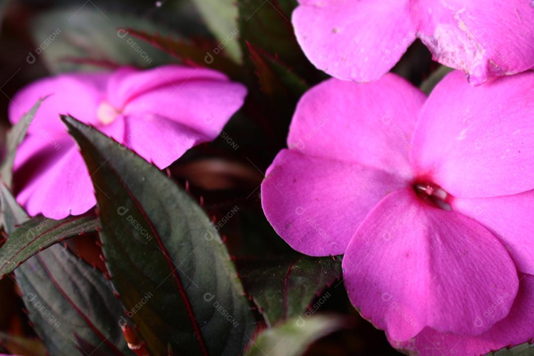 Flores plantas sobre fundo desfocado