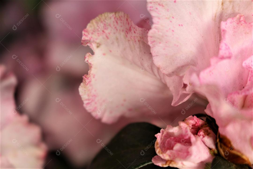 Flores plantas sobre fundo desfocado