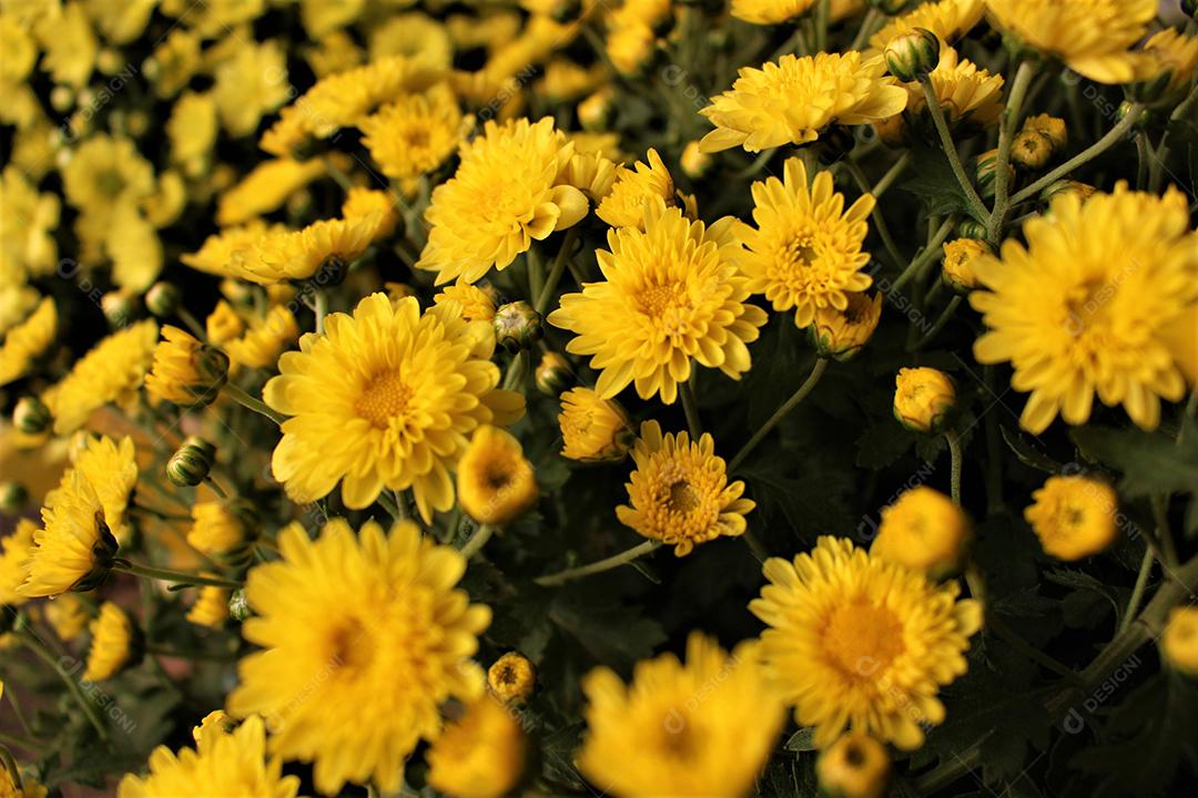 Flores plantas sobre fundo desfocado