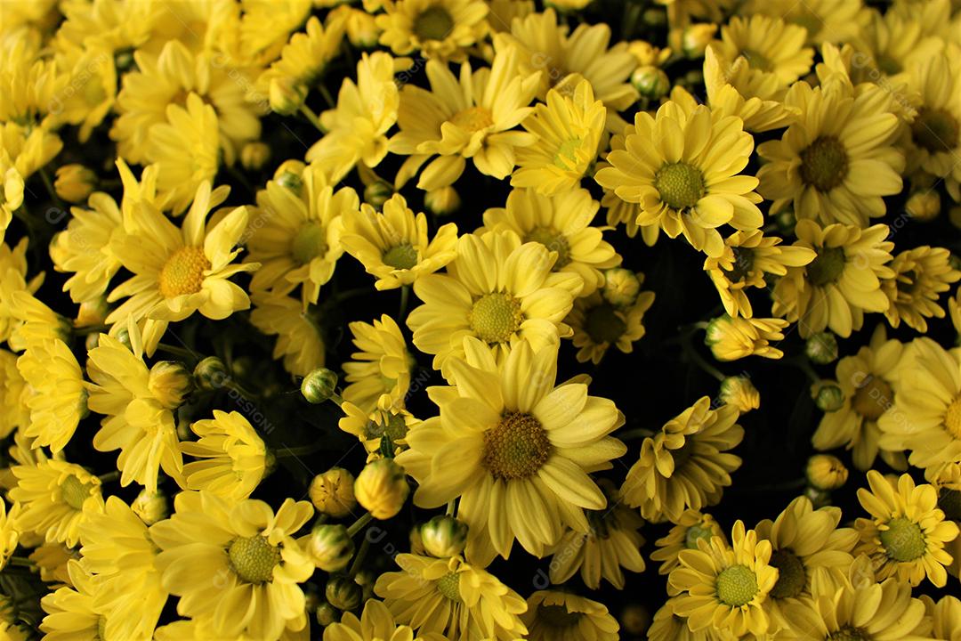 Flores plantas sobre fundo desfocado