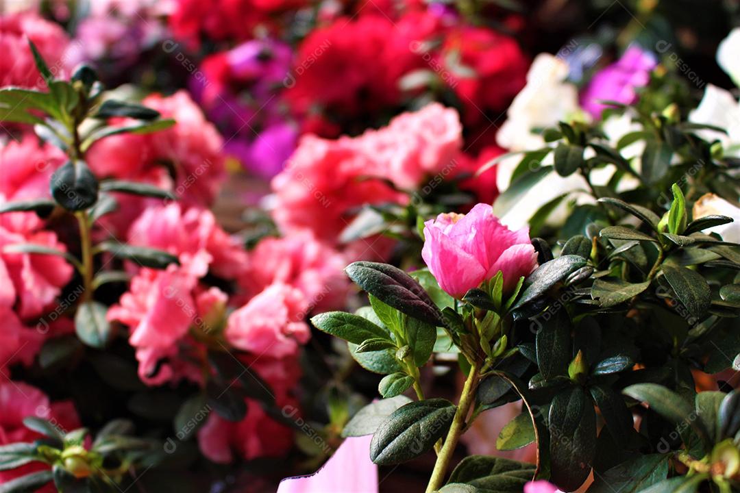 Flores plantas sobre fundo desfocado