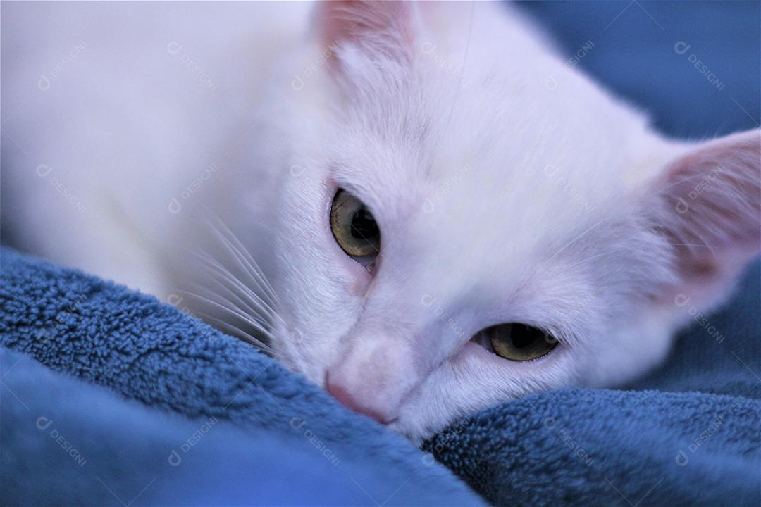 Animal gato branco domestico