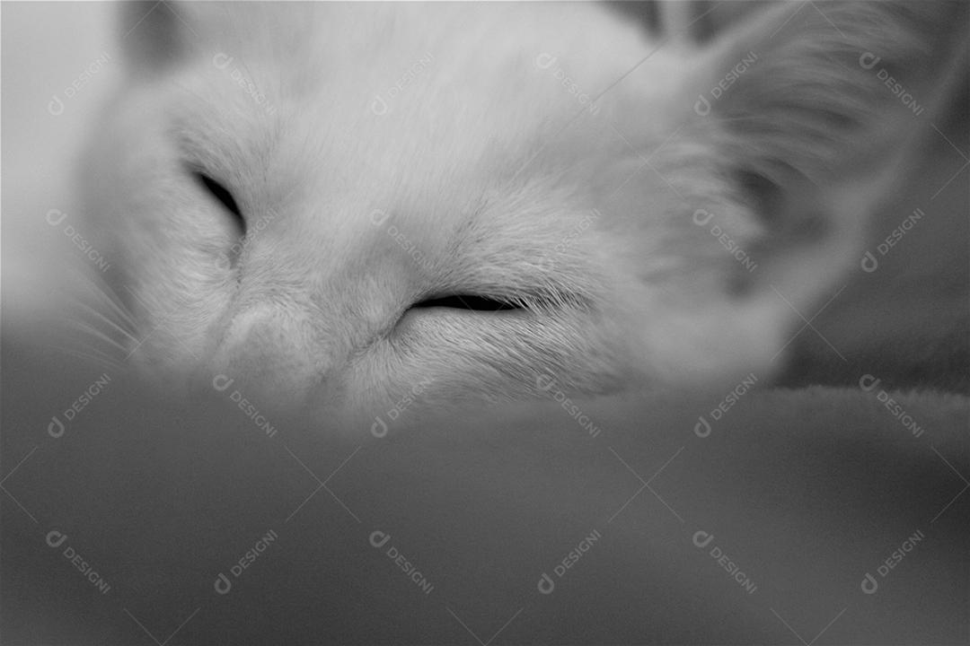 Animal gato branco domestico