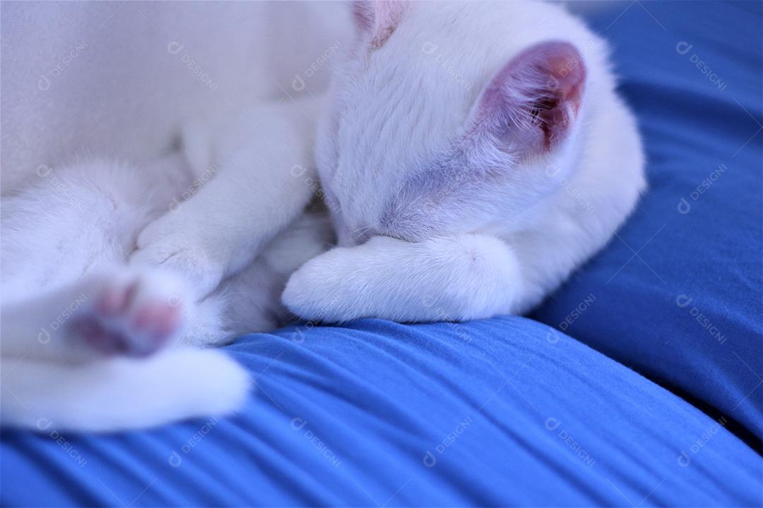 Animal gato branco domestico