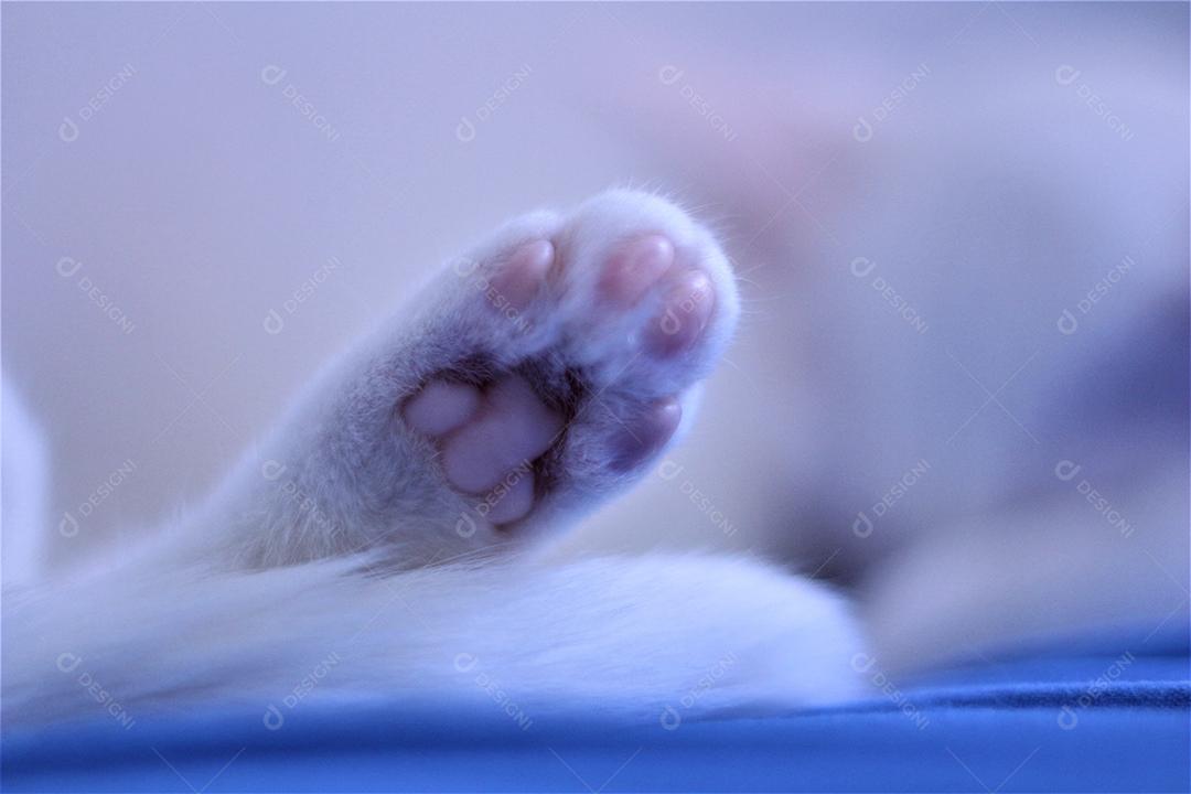 Animal gato branco domestico