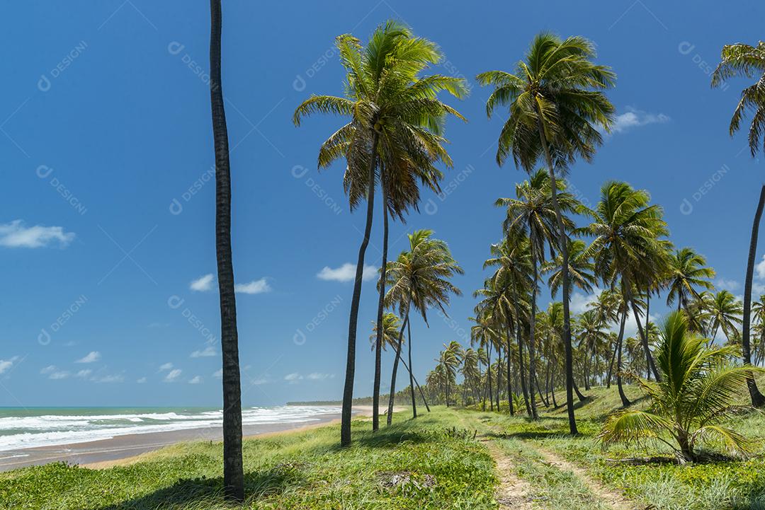 Praia de Imbassaí, perto de Salvador, Bahia, Brasil, em 15 de outubro de 2016. Coqueiro à beira-mar.