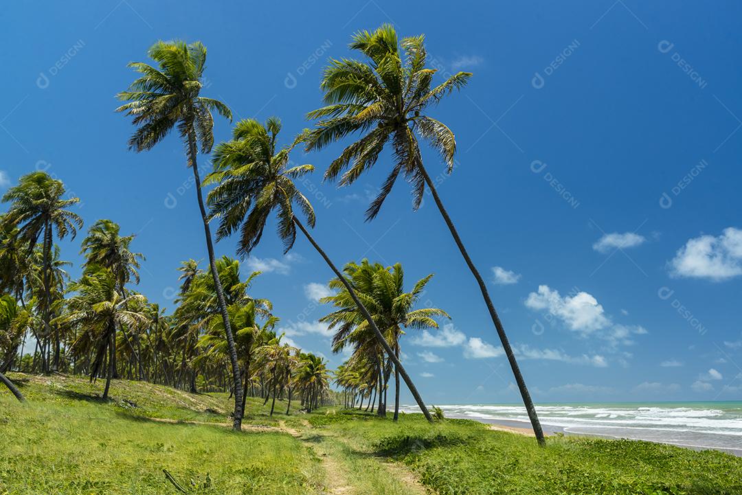 Praia de Imbassaí, perto de Salvador, Bahia, Brasil, em 15 de outubro de 2016. Coqueiro à beira-mar.