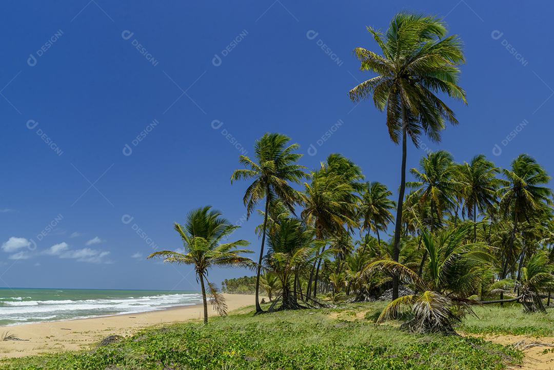 Praia de Imbassaí, perto de Salvador, Bahia, Brasil, em 15 de outubro de 2016. Coqueiro à beira-mar.