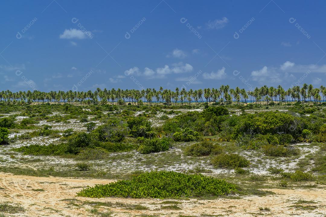 Praia de Imbassaí, perto de Salvador, Bahia, Brasil, em 15 de outubro de 2016. Coqueiro à beira-mar.