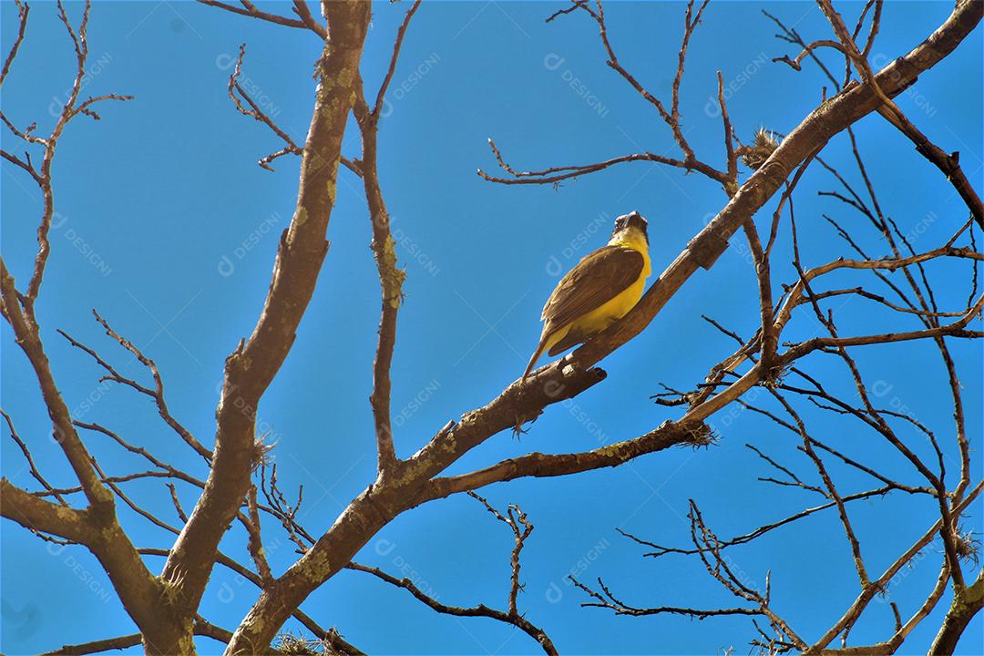 Passaros aves sobre galhos arvore floresta folhas