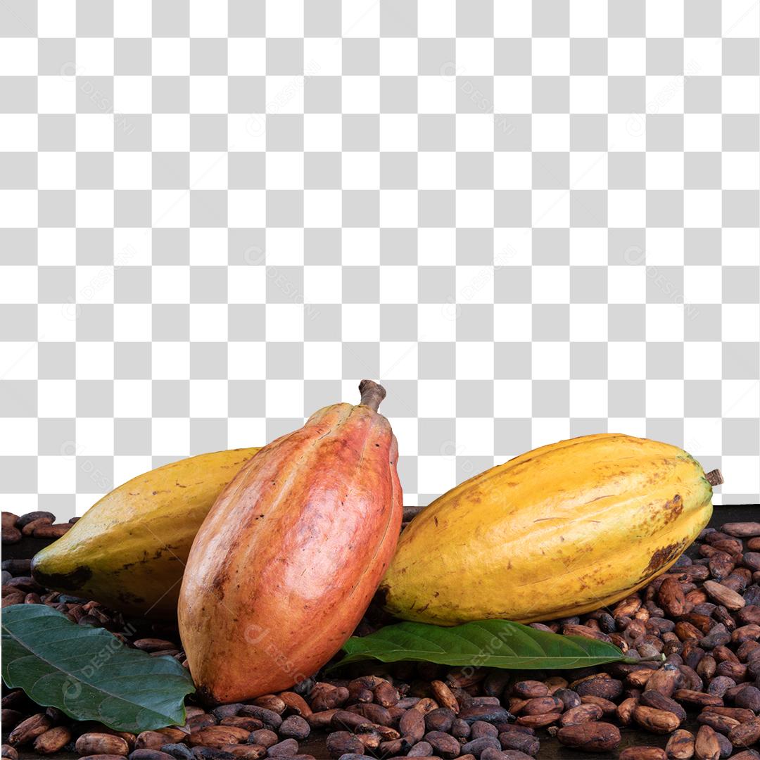 Fruta Cacau Madura Acima De Pedras Com Folhas PNG Transparente