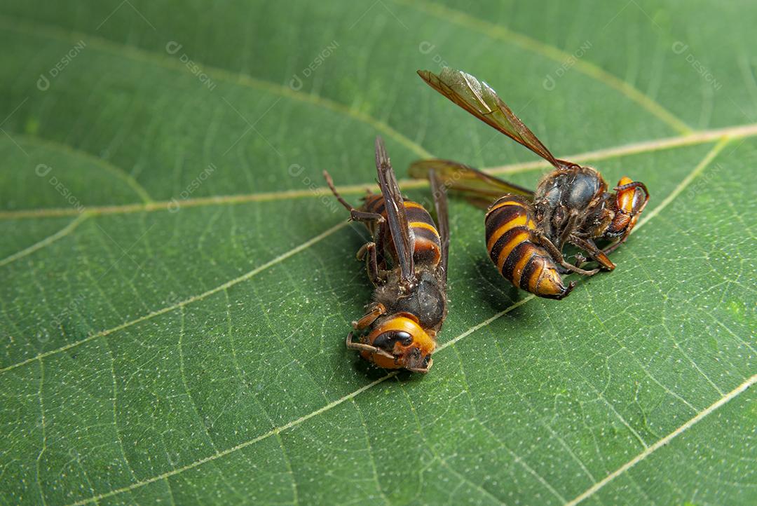 Duas vespas mortas em folhas verdes - Asian Giant Hornet ou Japanese Giant Hornet ou Vespa Mandarinia Japonica