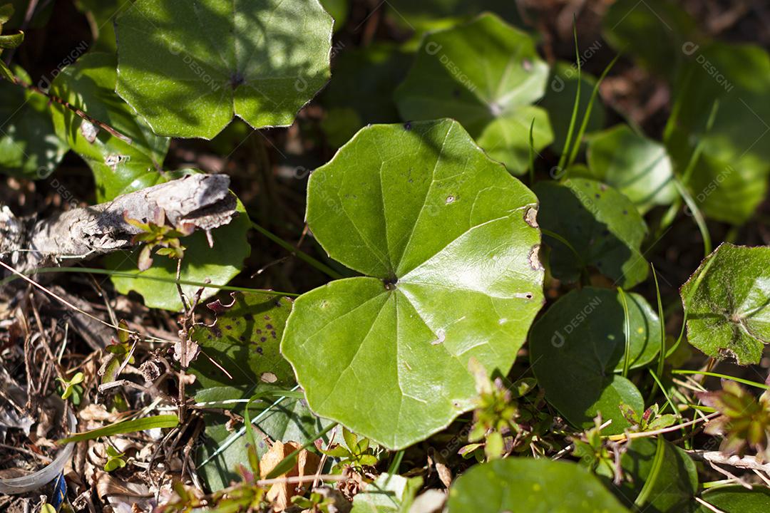 Farfugium japonicum ou Ligularia tussilaginea também conhecida como planta leopardo sob a luz do sol na primavera japonesa.