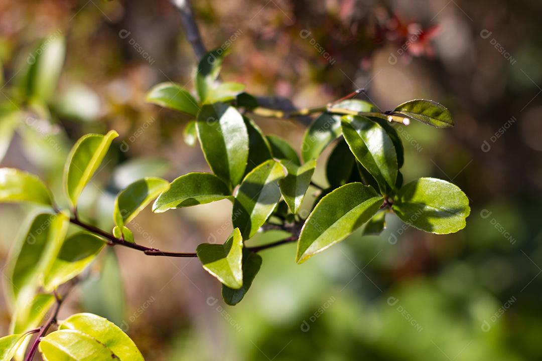 Folhas verdes do Ilex crenata, o azevinho japonês ou azevinho com folhas de caixa também conhecido como inutsuge em japonês.