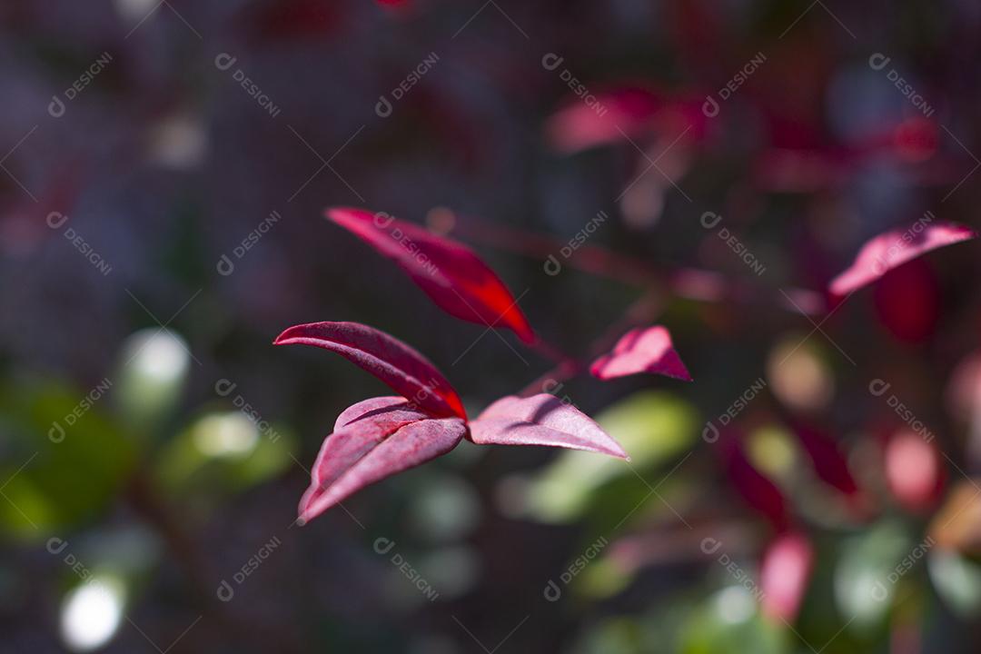 Folhas vermelhas da Ternstroemia gymnanthera também conhecida como Cleyera japonica