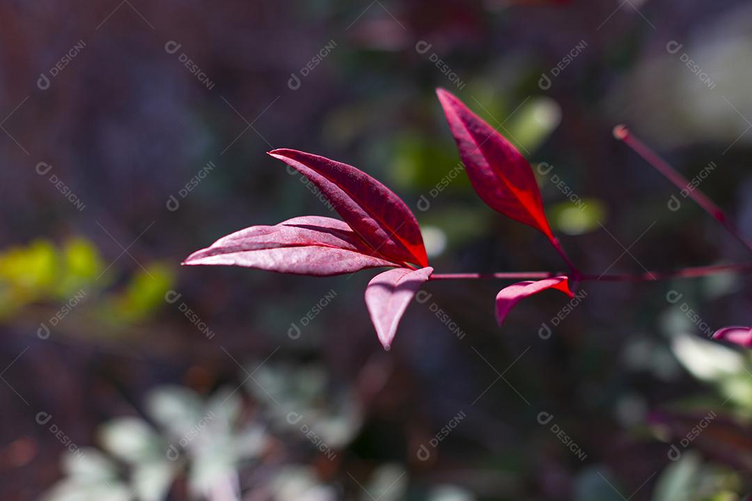 Folhas vermelhas da Ternstroemia gymnanthera também conhecida como Cleyera japonica