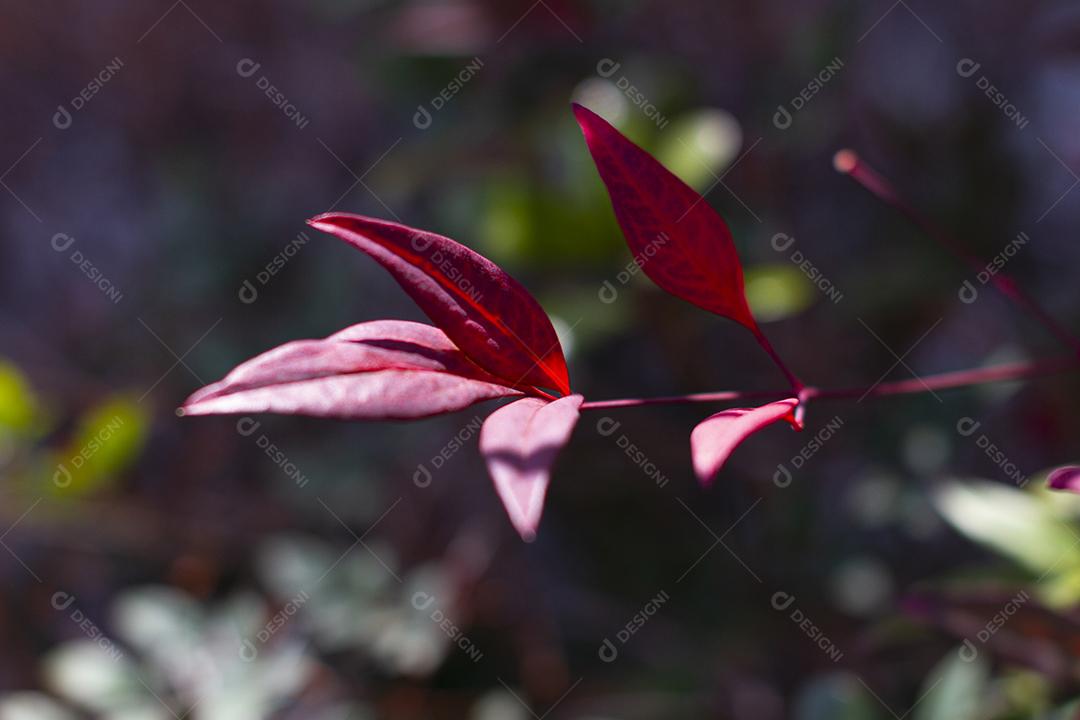 Folhas vermelhas da Ternstroemia gymnanthera também conhecida como Cleyera japonica