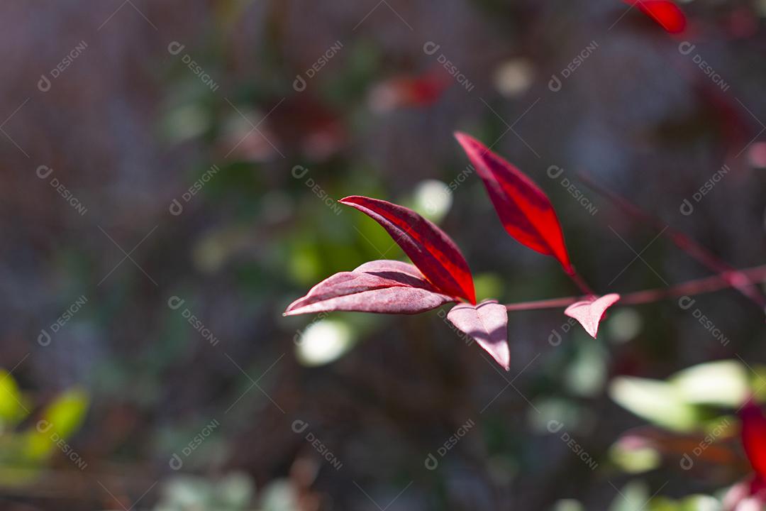 Folhas vermelhas da Ternstroemia gymnanthera também conhecida como Cleyera japonica