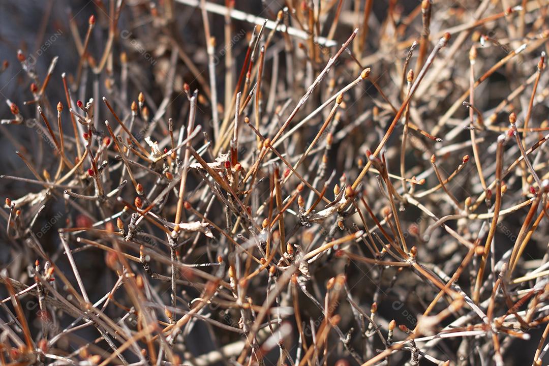 Galhos secos de Enkianthus perulatus conhecido no Japão como doudan tsutsuji é uma espécie de planta