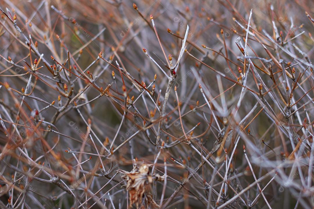 Galhos secos de Enkianthus perulatus conhecido no Japão como doudan tsutsuji é uma espécie de planta