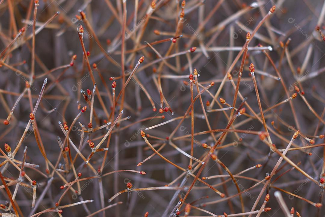 Galhos secos de Enkianthus perulatus conhecidos no Japão como doudan tsuts