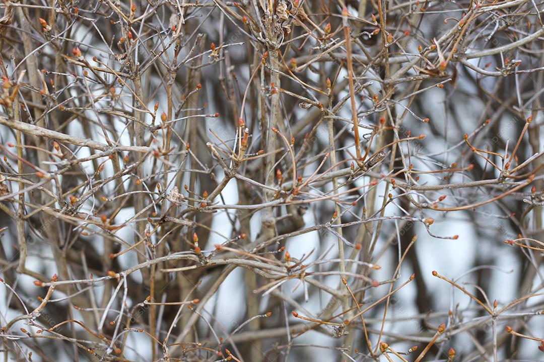 Galhos secos de Enkianthus perulatus conhecidos no Japão como doudan tsuts