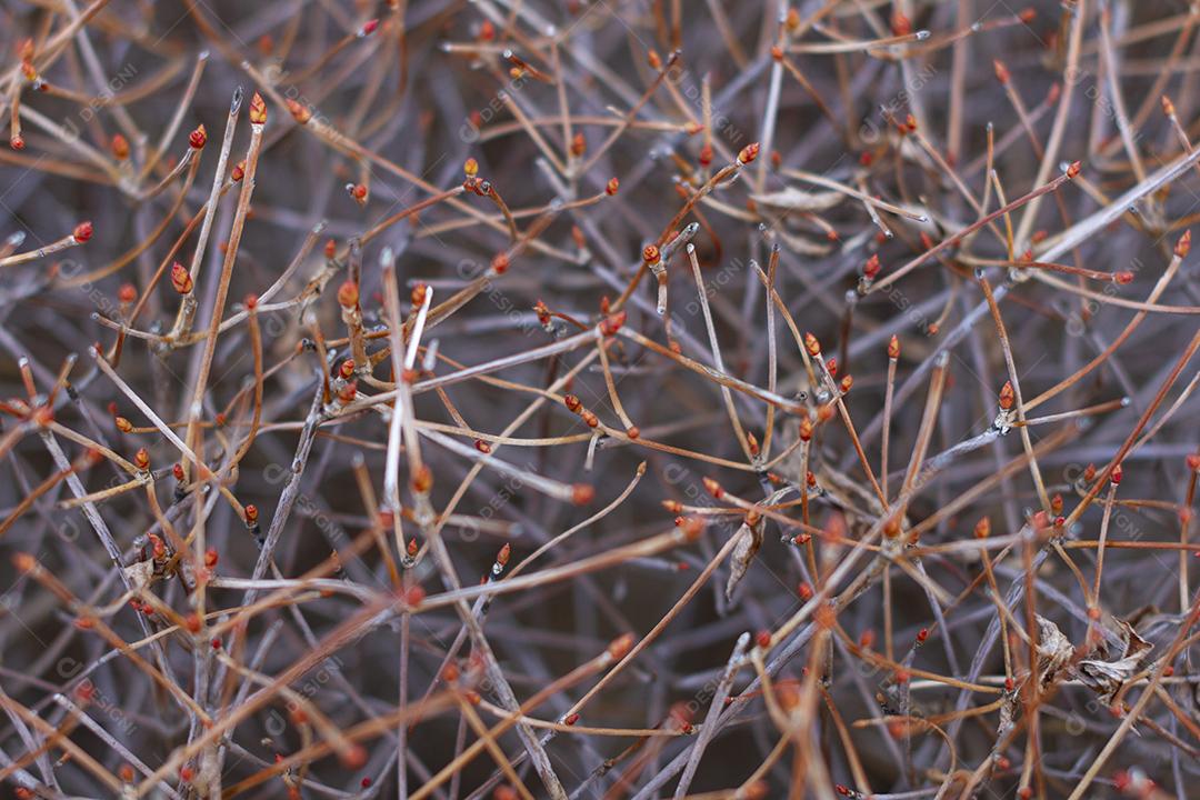 Galhos secos de Enkianthus perulatus conhecidos no Japão como doudan tsuts