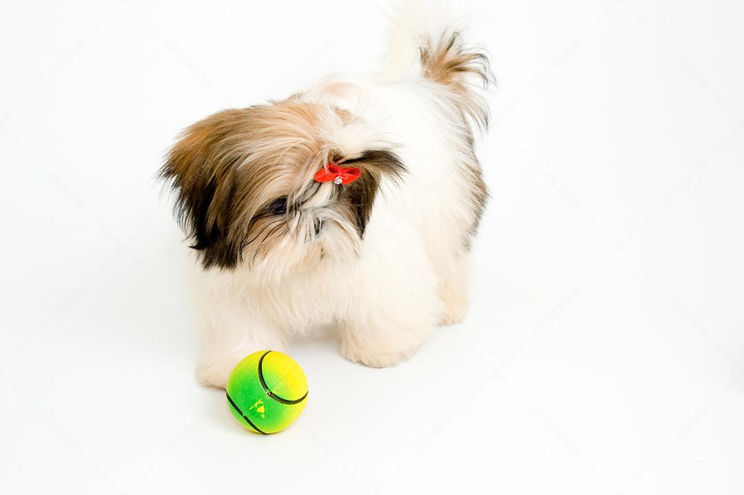 Cachorro peludo branco com laço brincando com Bolinha de basebol