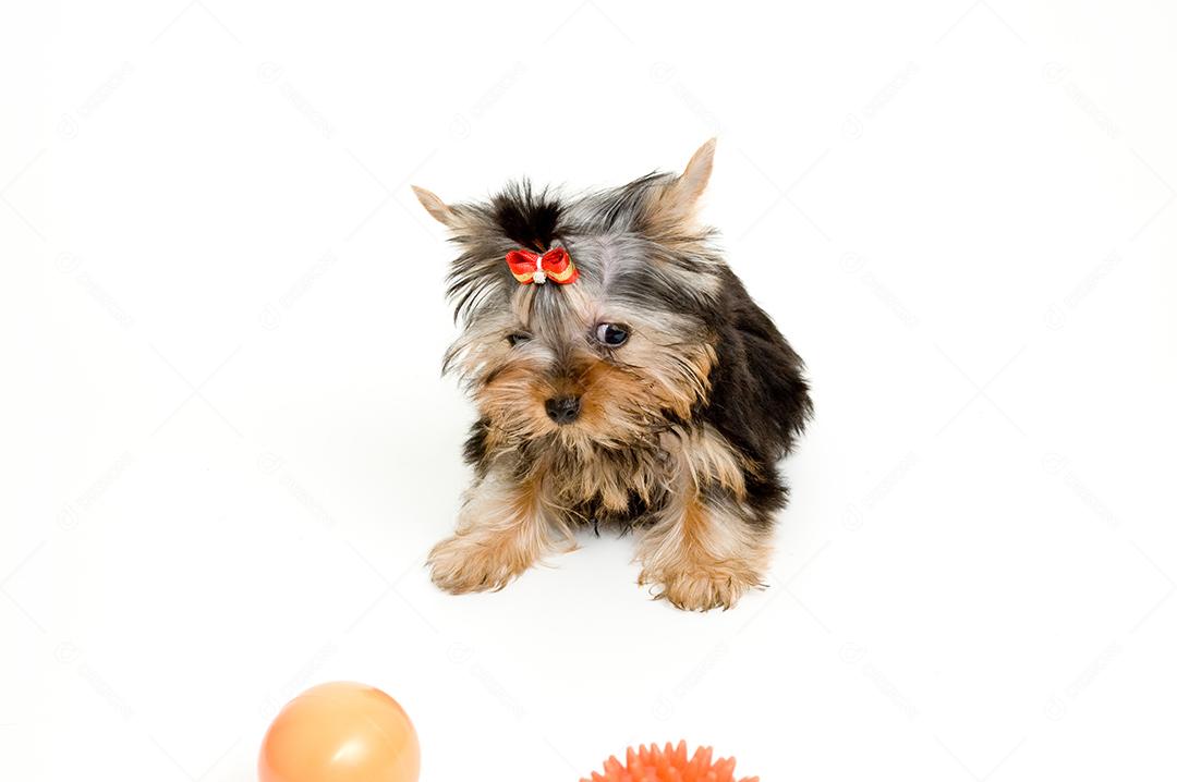 Cachorro peludo branco com laço