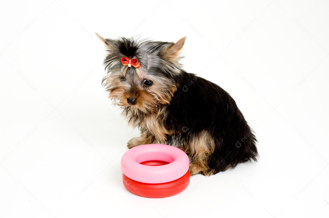 Cachorro peludo branco com laço Olhando pro seu brinquedo