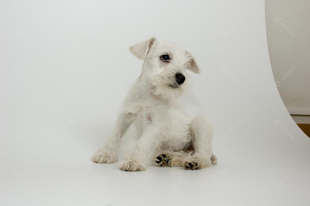 Cachorro peludo branco